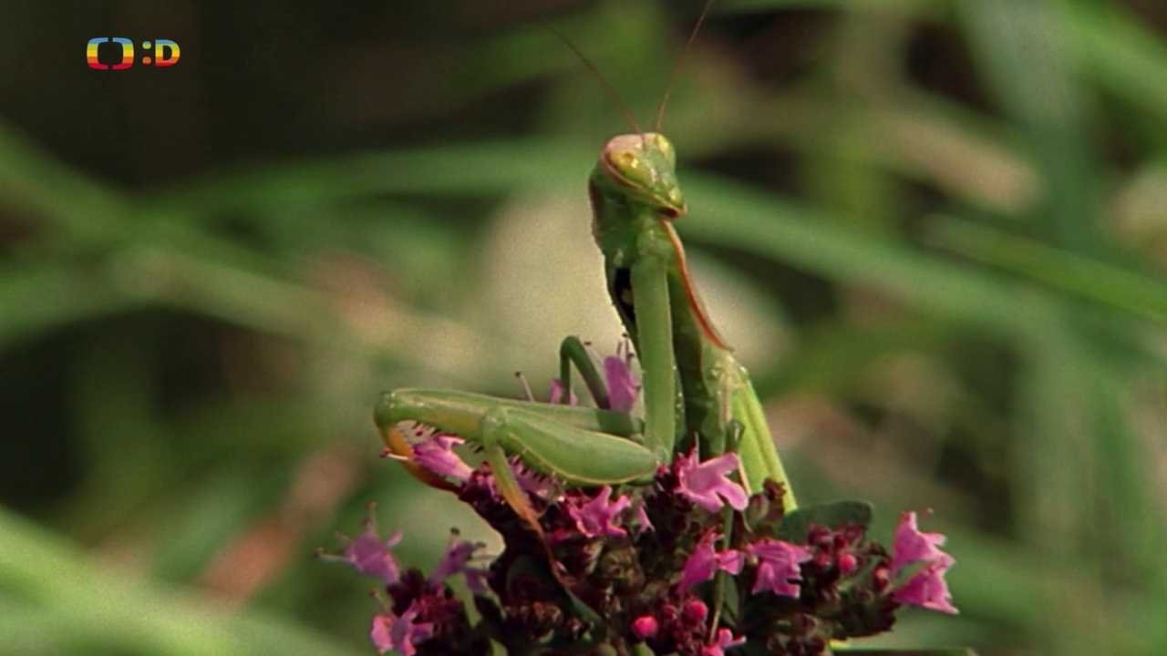 Epizoda 19/25