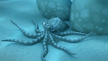 Chobotnice maskovaná