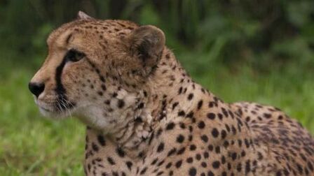 Gepard
