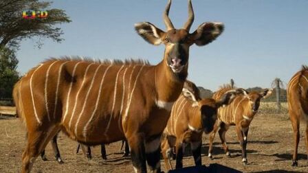 Bongo