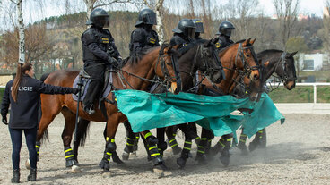 Kůň, který pomáhá policii