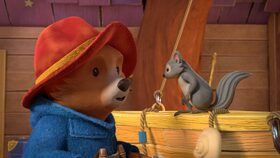 3/52 Paddington a veverky