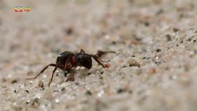 Epizoda 13/40