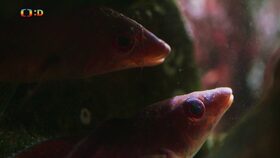 Epizoda 17/40