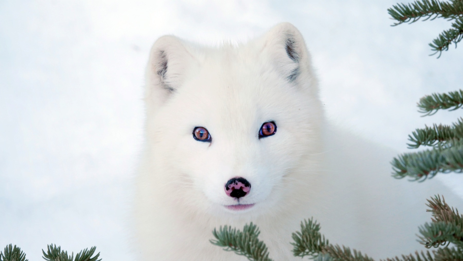 Max a Mája: Příběh lištiček