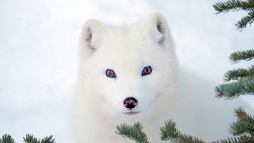 Max a Mája: Příběh lištiček