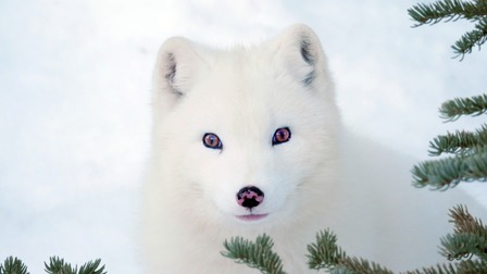 Max a Mája: Příběh lištiček