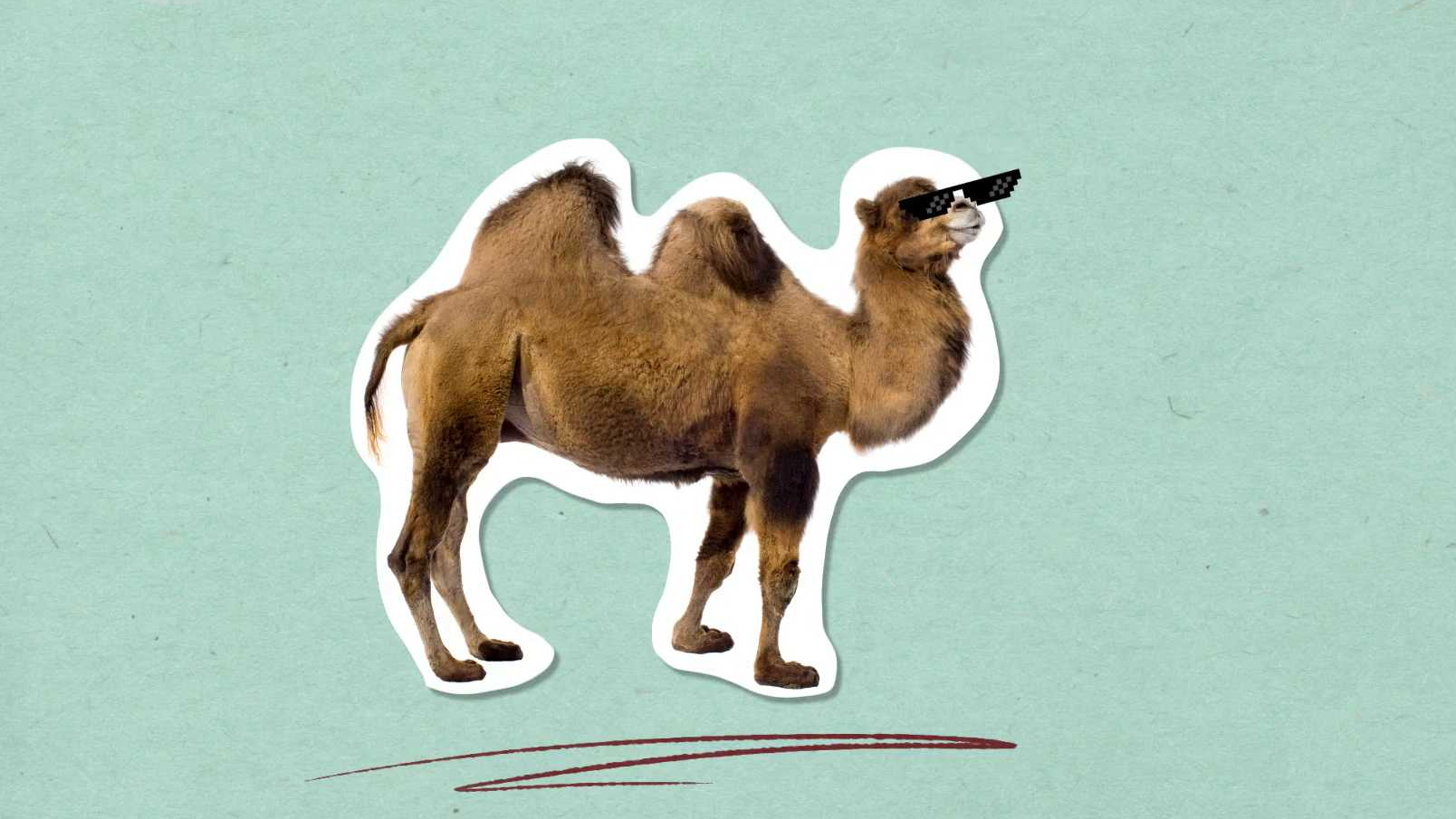 Proč mají velbloudi hrby?