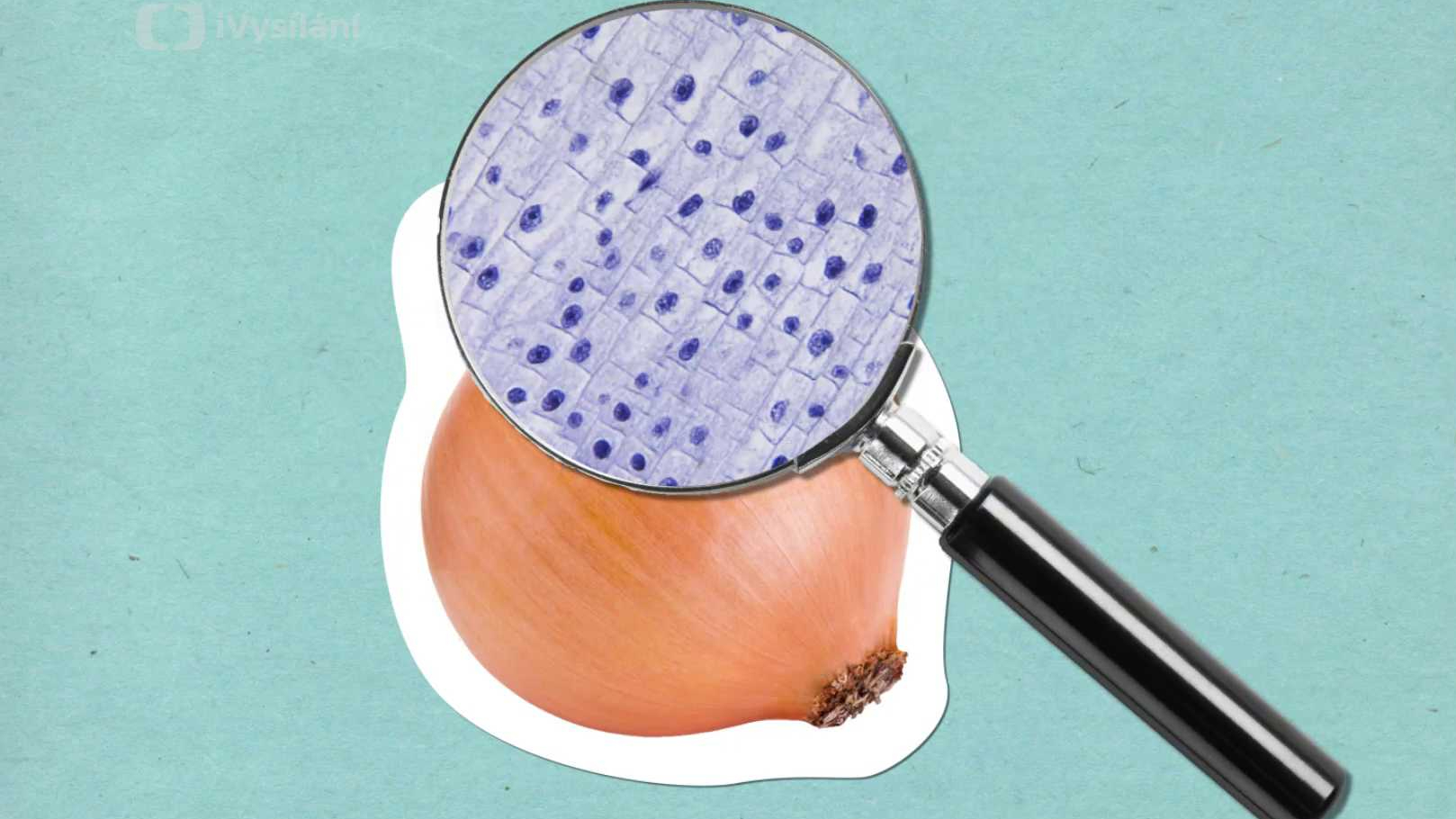 Proč při krájení cibule pláčeme?