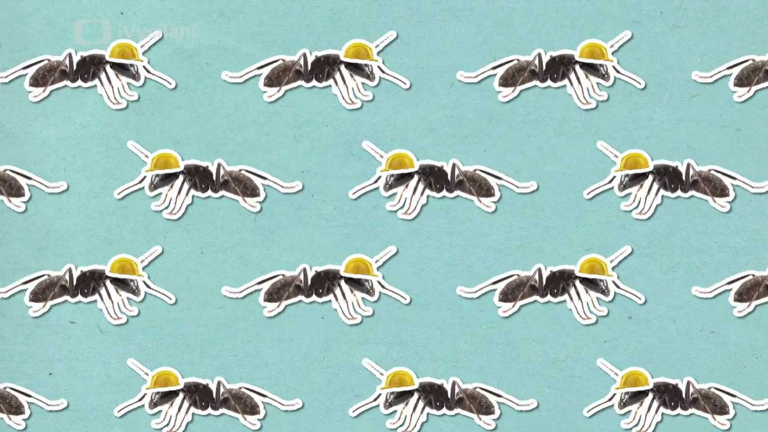 Chodí mravenci spát?