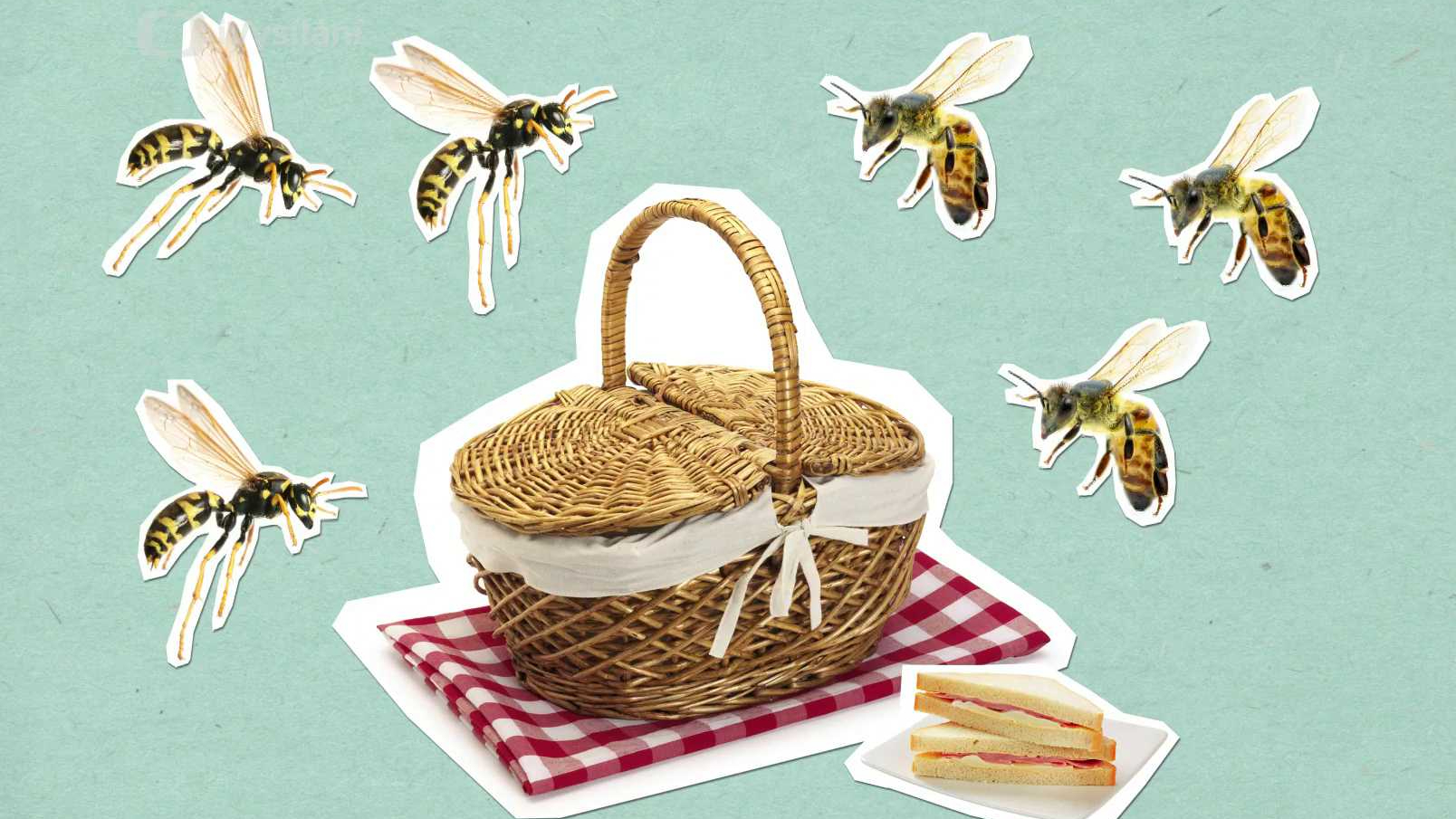 Jak vosy a včely bodají?