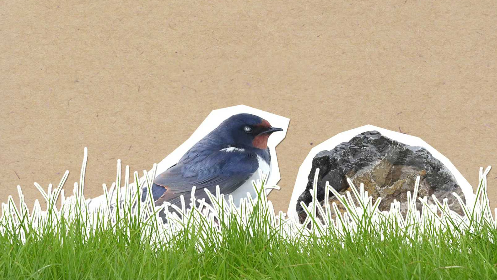 Proč ptáci létají nízko, když se schyluje k dešti?