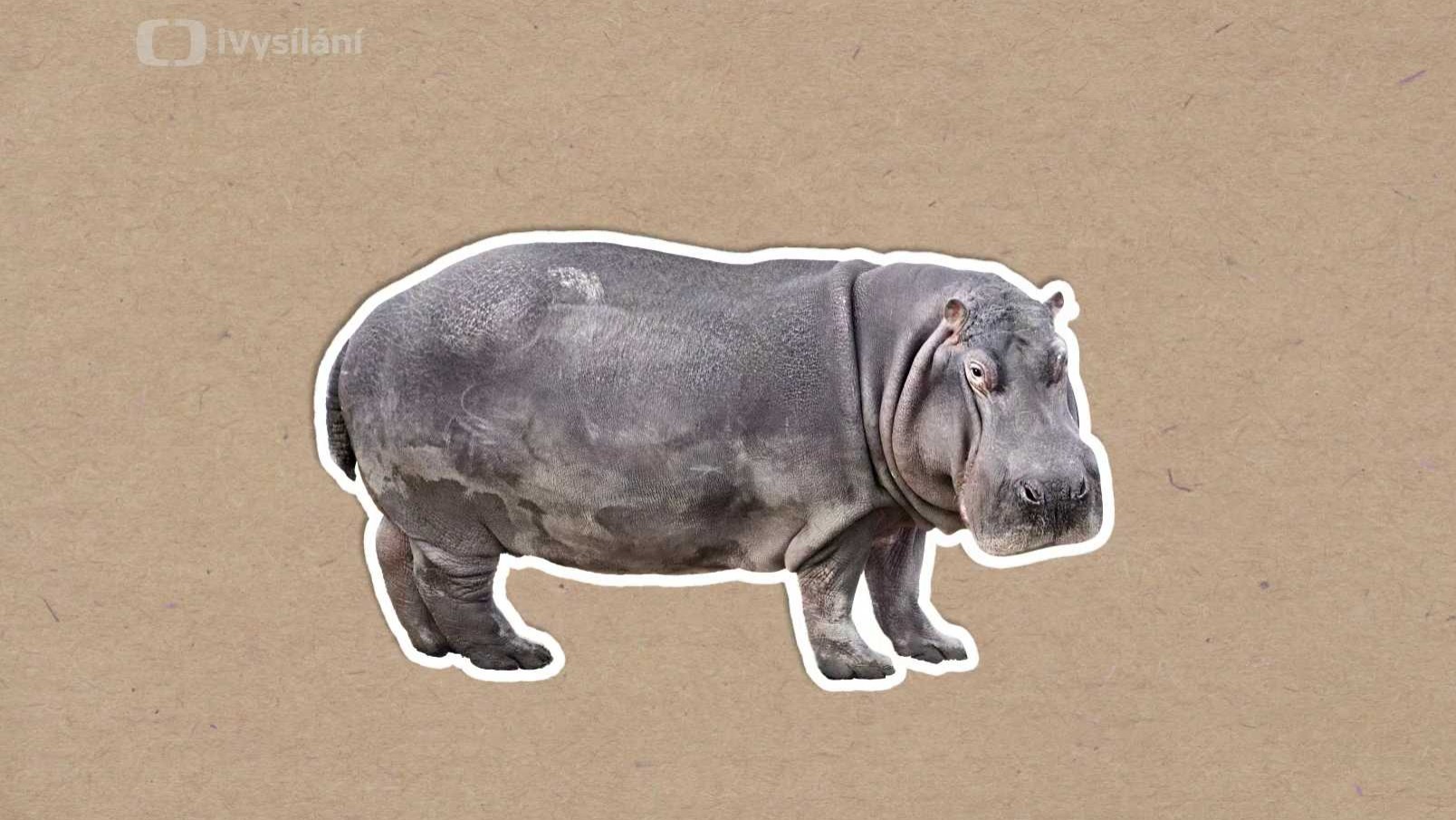 Hroší mléko je růžové!