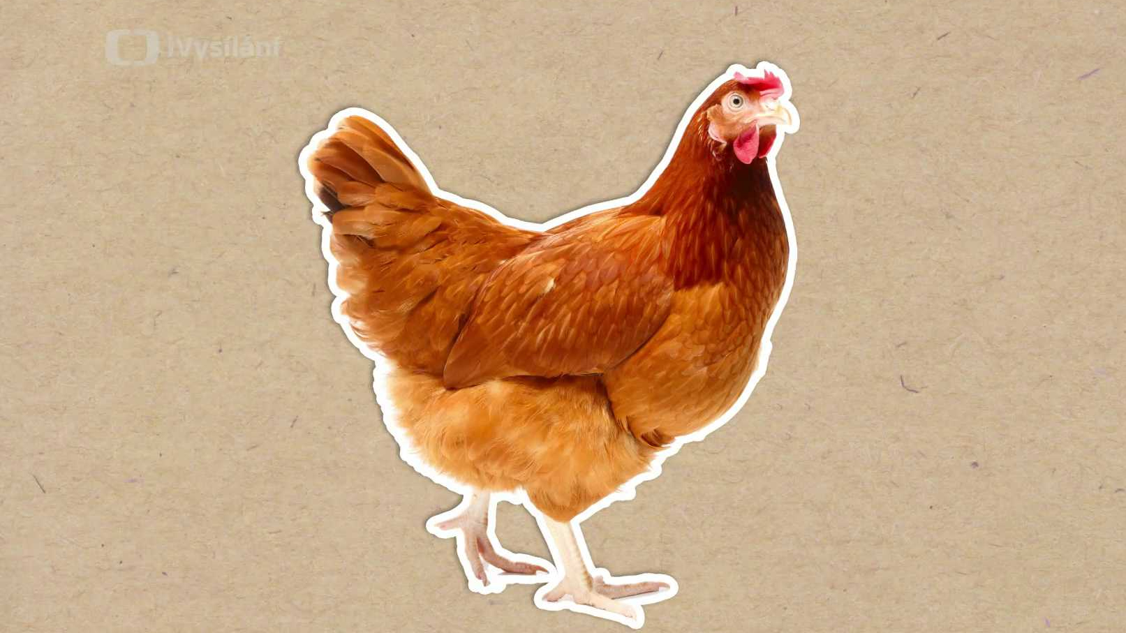 Proč neumějí slepice létat?