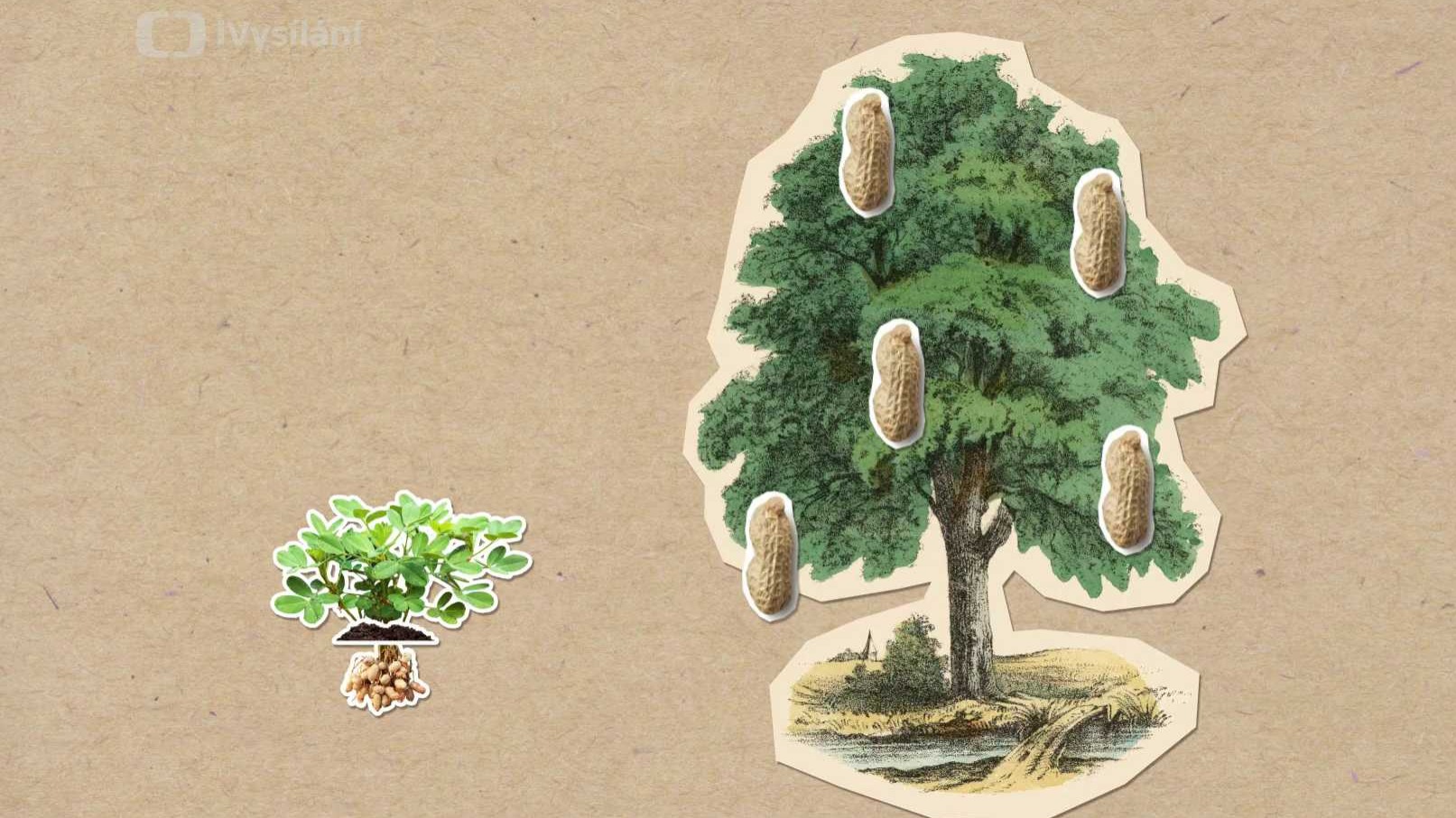 Jak zrají arašídy?