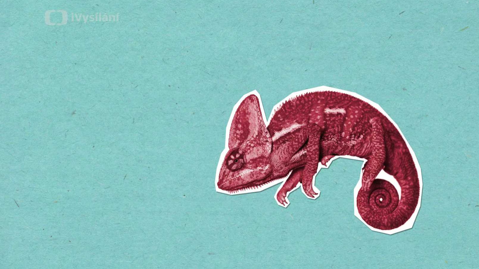 Je pravda, že chameleoni mění barvu kvůli maskování?