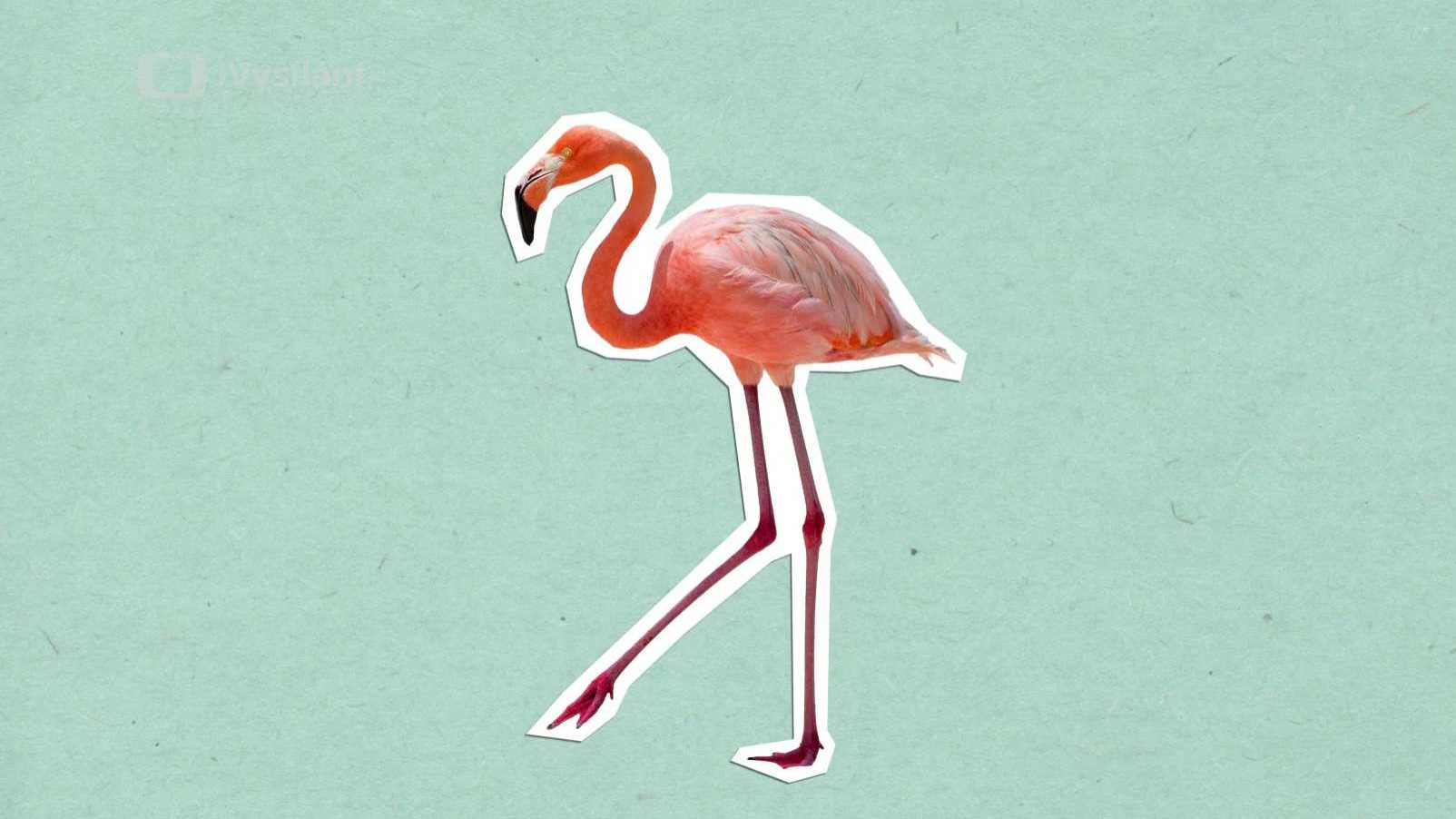 Proč jsou plameňáci růžoví?