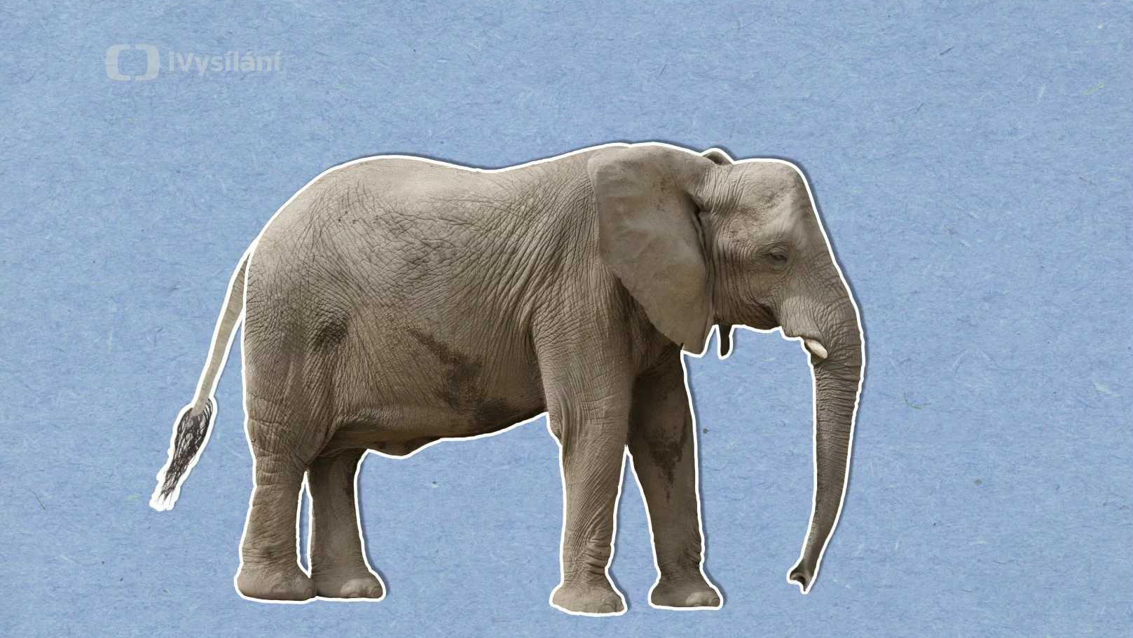 Proč sloni nemohou skákat?