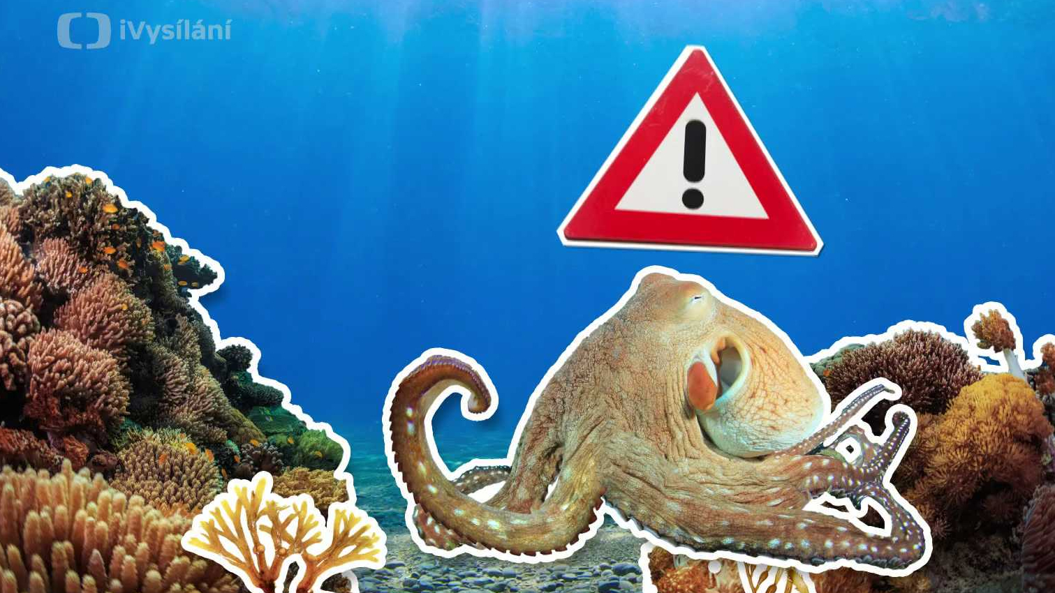 Proč chobotnice vystřikují inkoust?