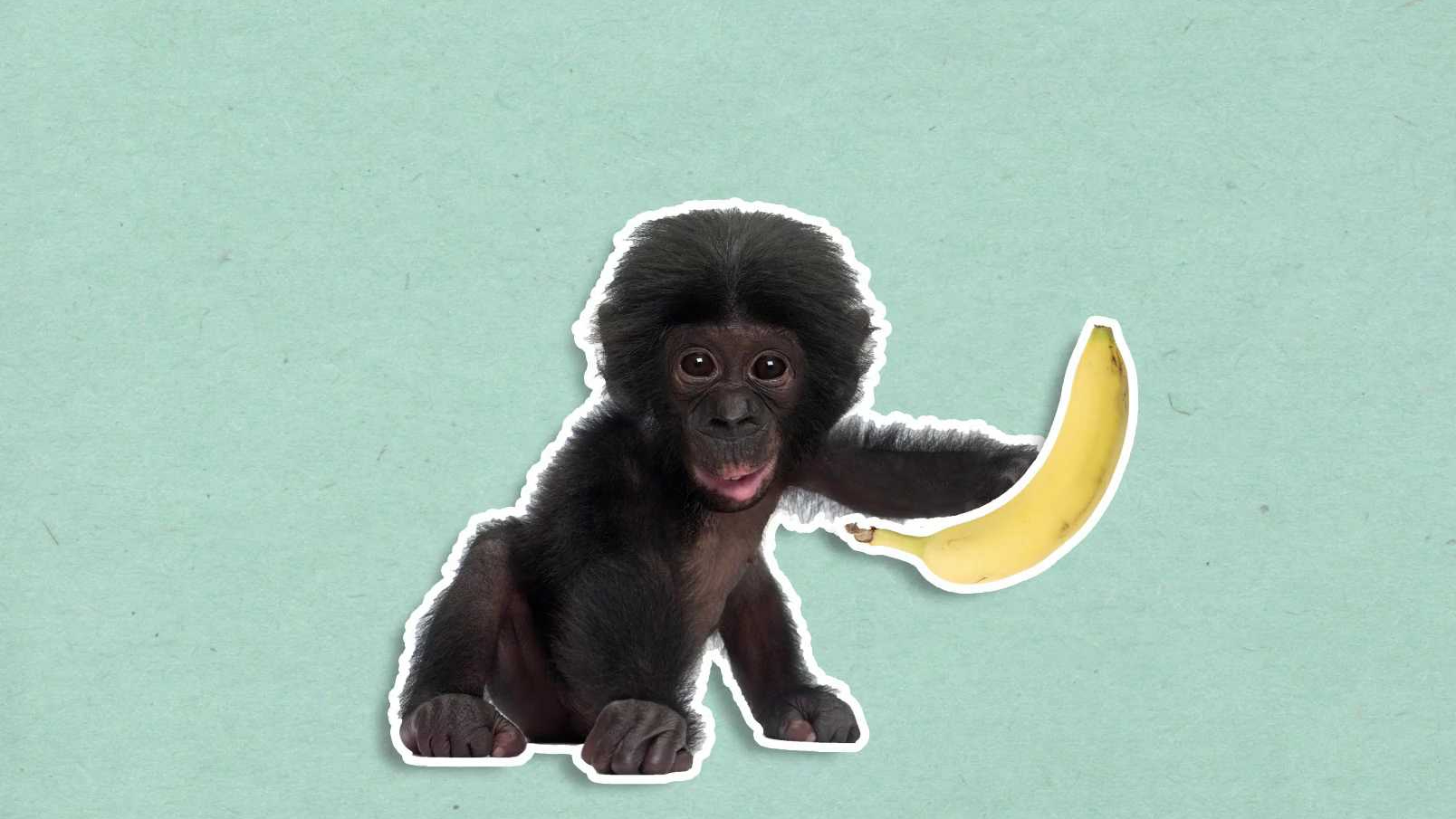 Proč jsou banány zahnuté?