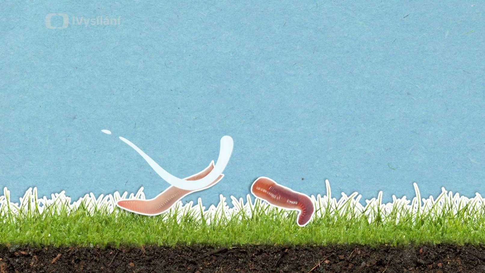 Je pravda, že když se žížala rozdělí na dvě části, stanou se z ní dvě žížaly?