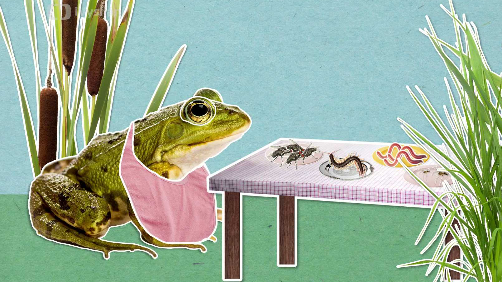 Žáby používají k polykání potravy oči!