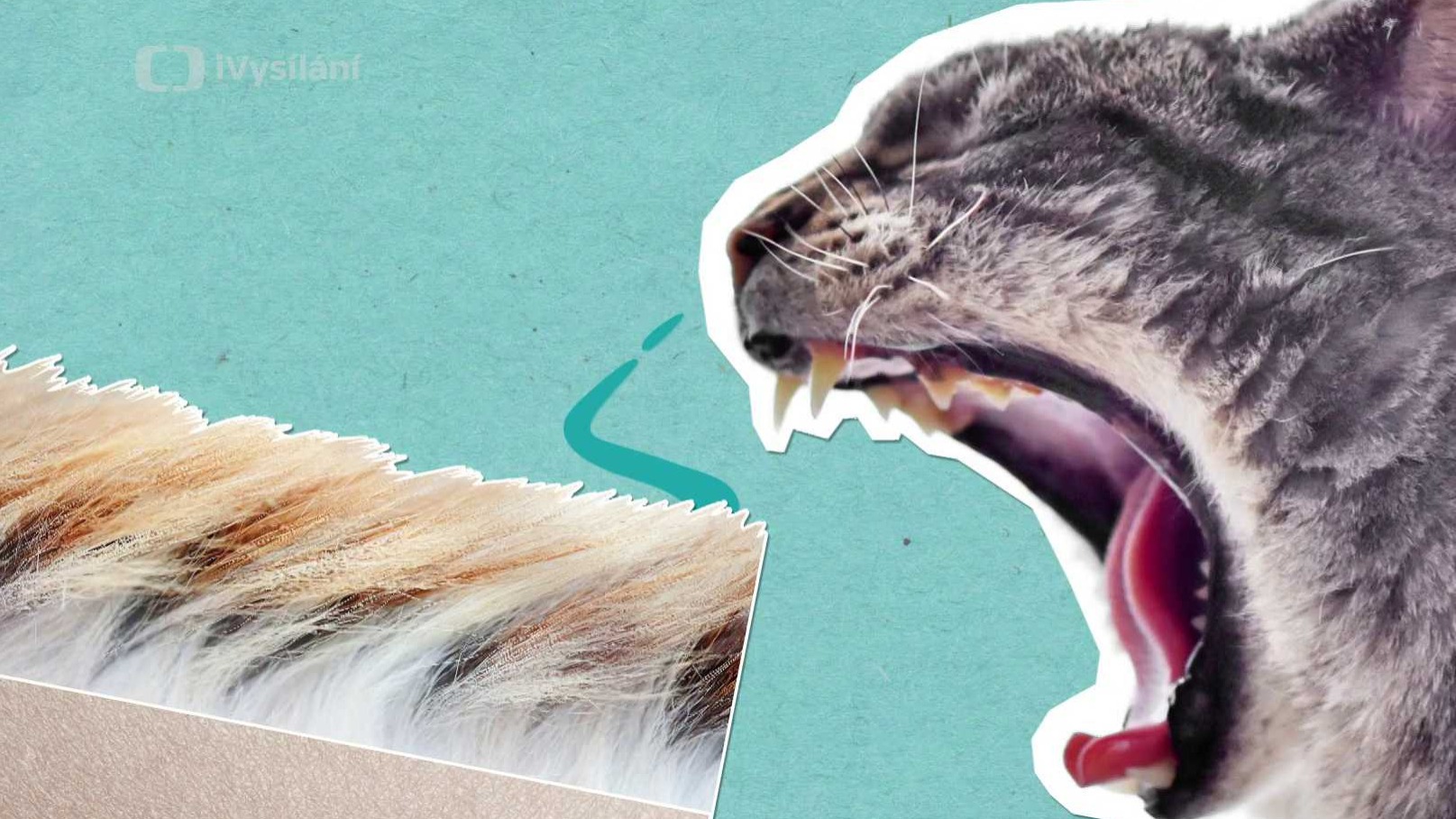 Je pravda, že kočičí chlupy způsobují alergie?
