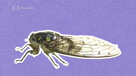 Jak cikády zpívají?