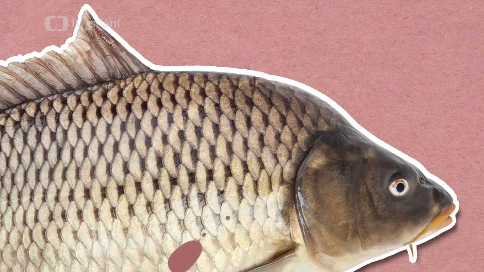 Jak ryby dýchají pod vodou?