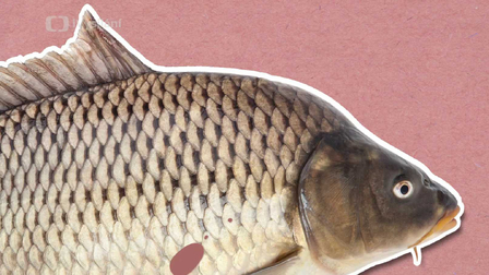 Jak ryby dýchají pod vodou?