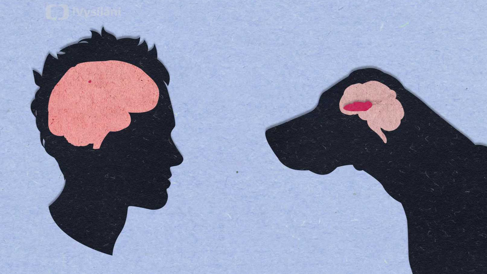 Proč mají psi tak skvělý čich?