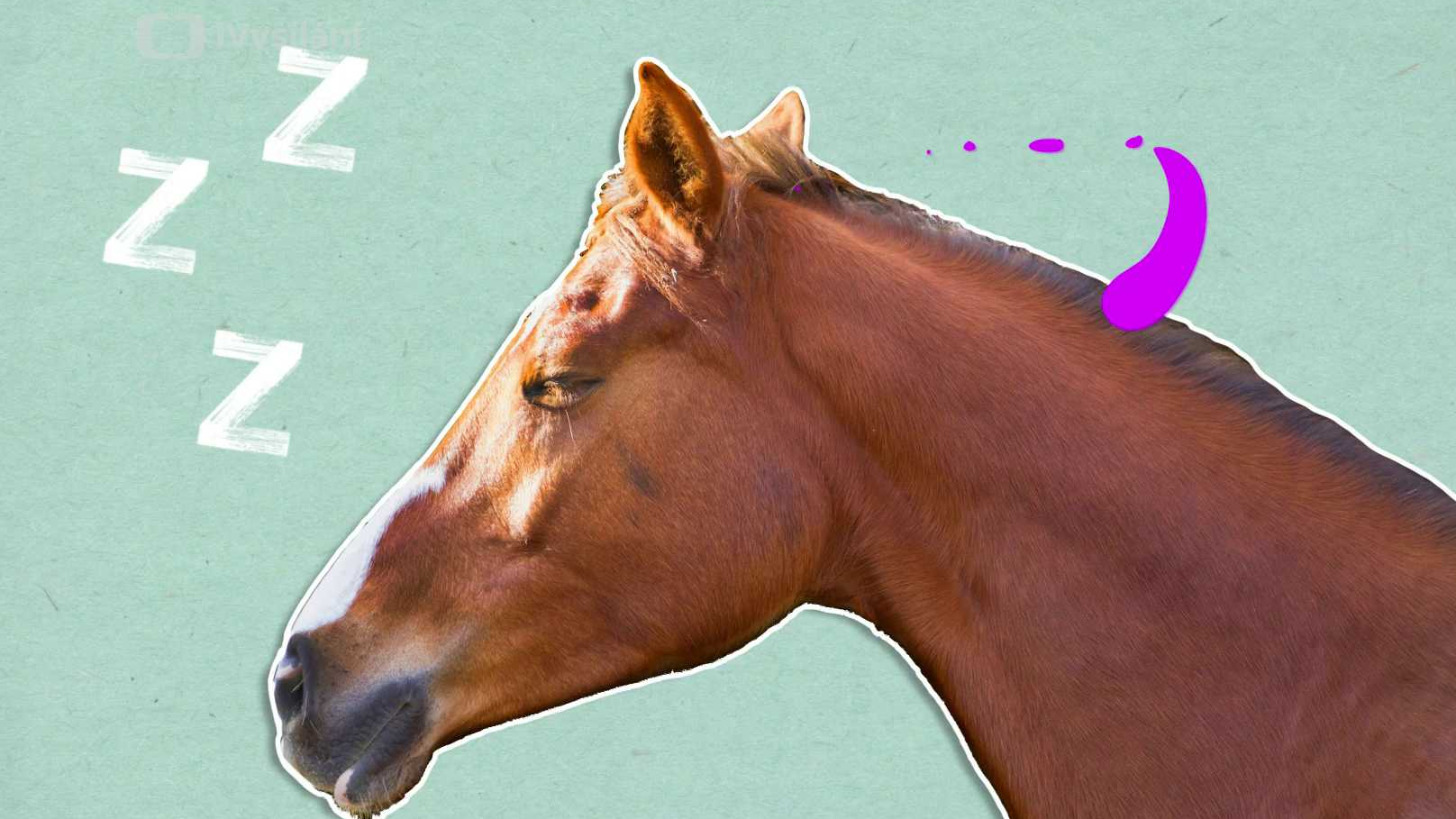 Proč spí koně vestoje?