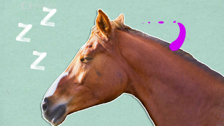 Proč spí koně vestoje?