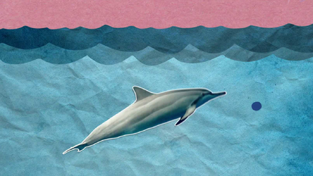 Delfíni spí s jedním okem otevřeným!