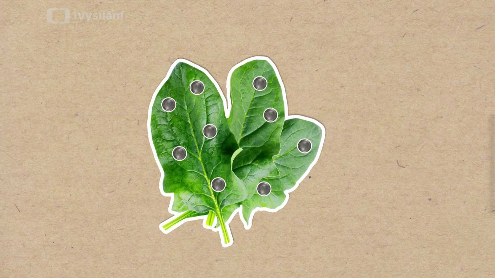 Je pravda, že po špenátu budete mít větší sílu?