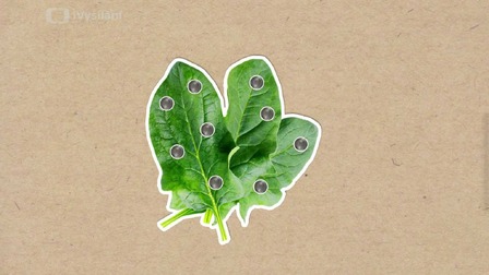 Je pravda, že po špenátu budete mít větší sílu?