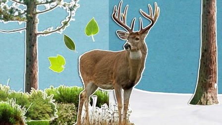 Čím se živí zvířata v zimě?