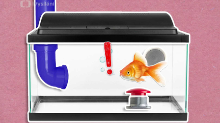 Je pravda, že si zlaté rybky pamatují jen tři vteřiny?