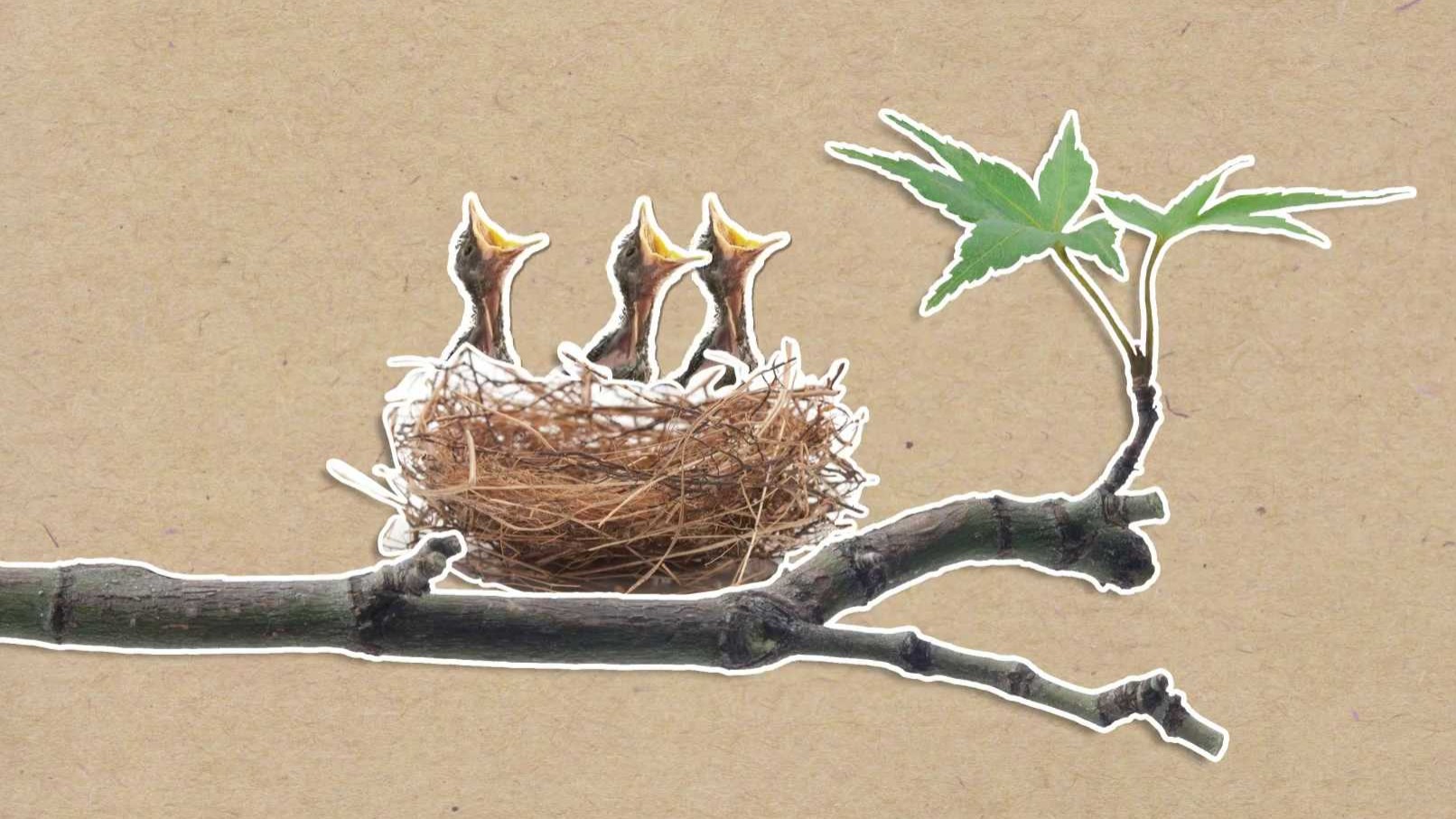 Je pravda, že ptáci opustí své mládě, když se ho dotkneme?