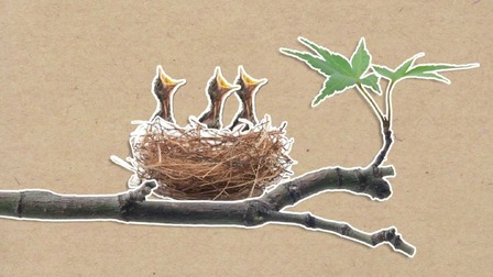 Je pravda, že ptáci opustí své mládě, když se ho dotkneme?