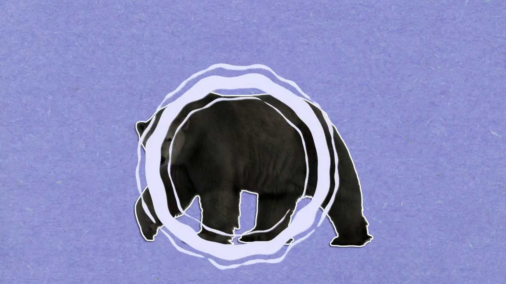 Lední medvědi nejsou ve skutečnosti bílí!