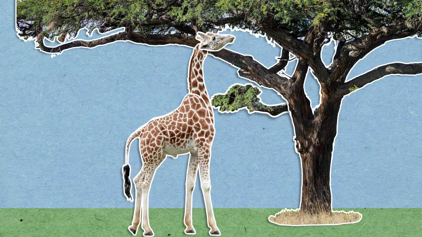 Proč mají žirafy tak dlouhé krky?