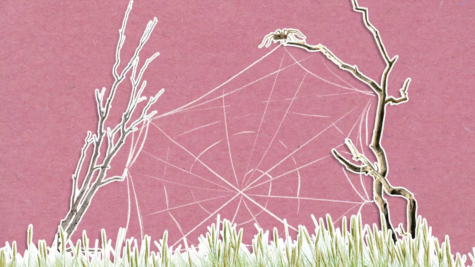 Jak pavouci tkají pavučiny?