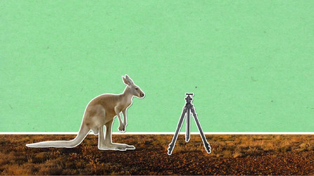 K čemu mají některá zvířata ocasy?