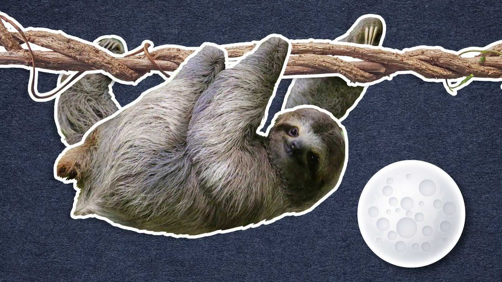 Proč jsou lenochodi tak pomalí?