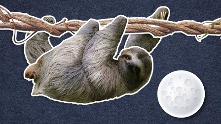 Proč jsou lenochodi tak pomalí?