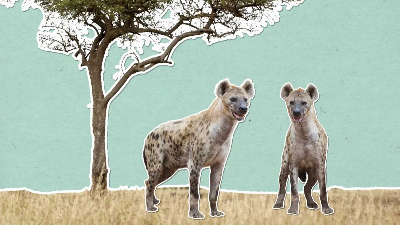 Proč se o hyenách říká, že se chechtají ?