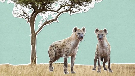 Proč se o hyenách říká, že se chechtají ?