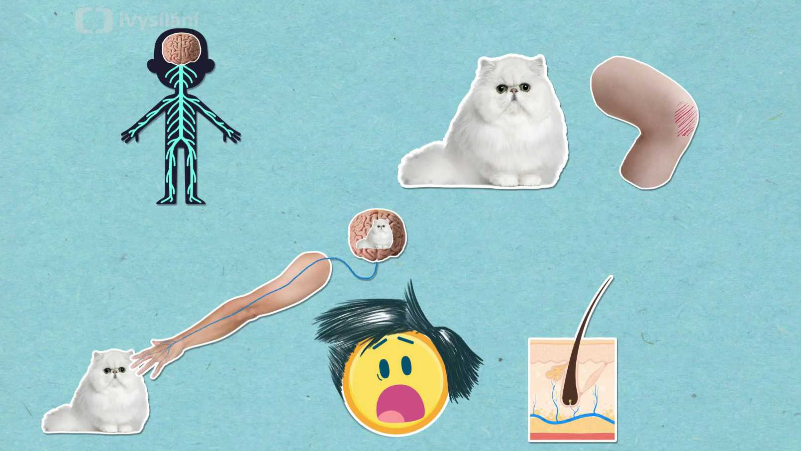 Proč stříhání vlasů nebolí?