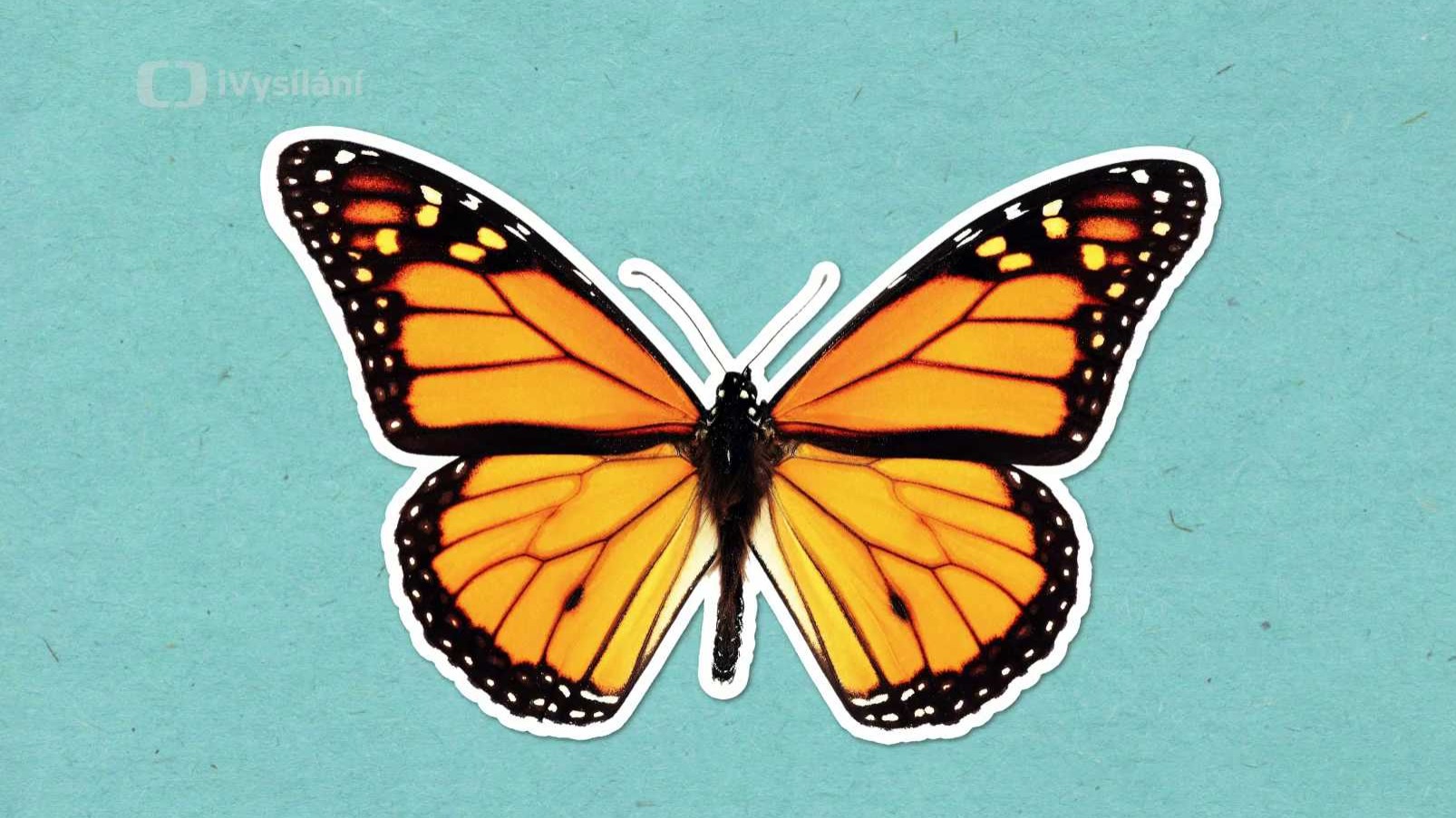 Proč jsou motýli tak barevní?